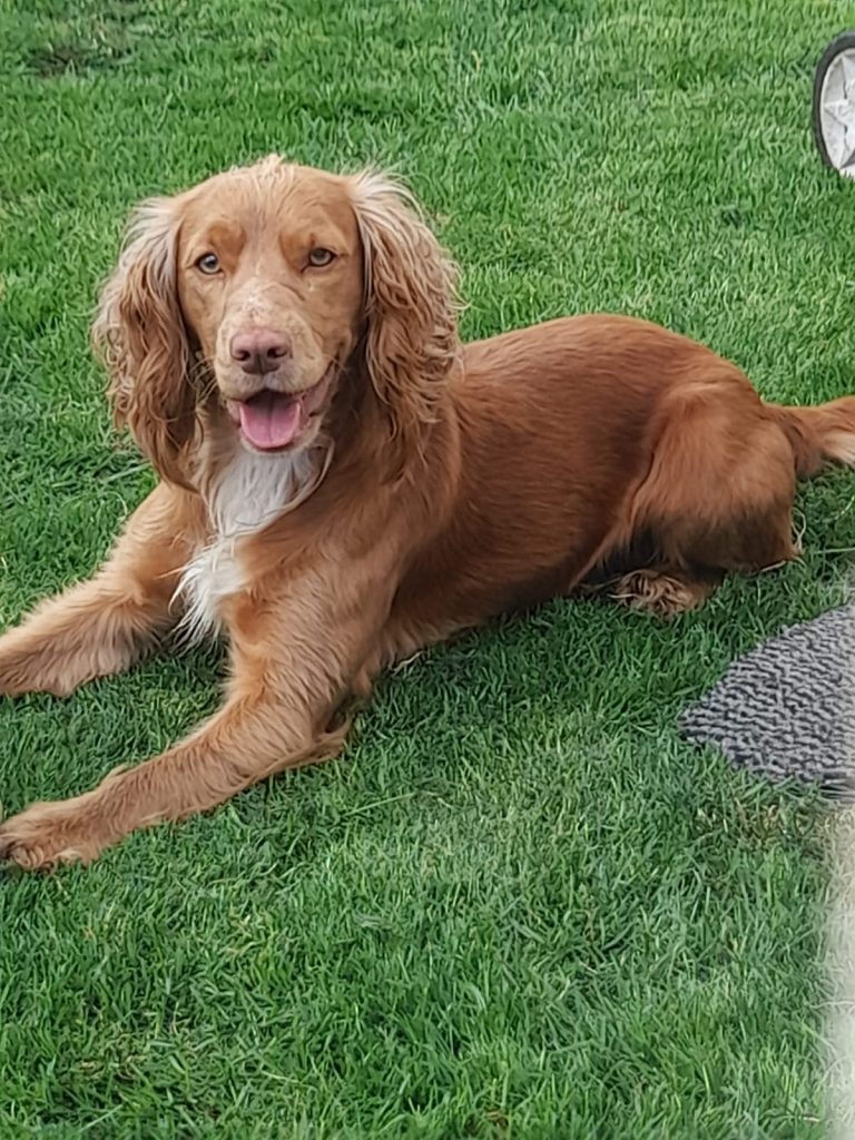 Working cocker spaniels