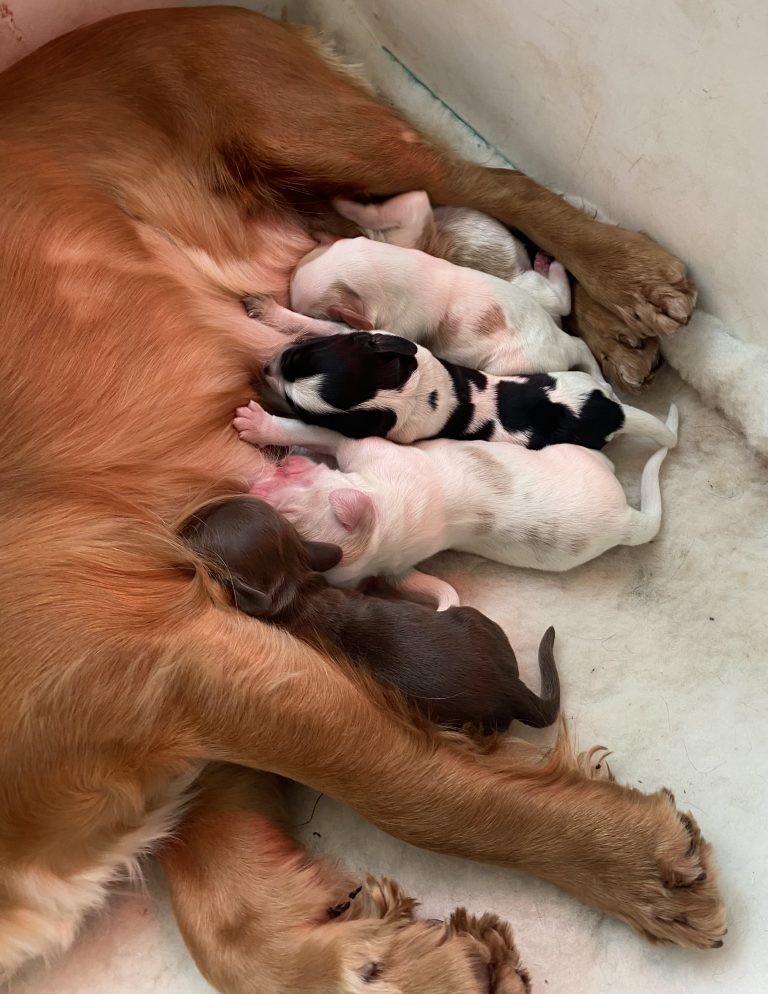 Working cocker spaniels